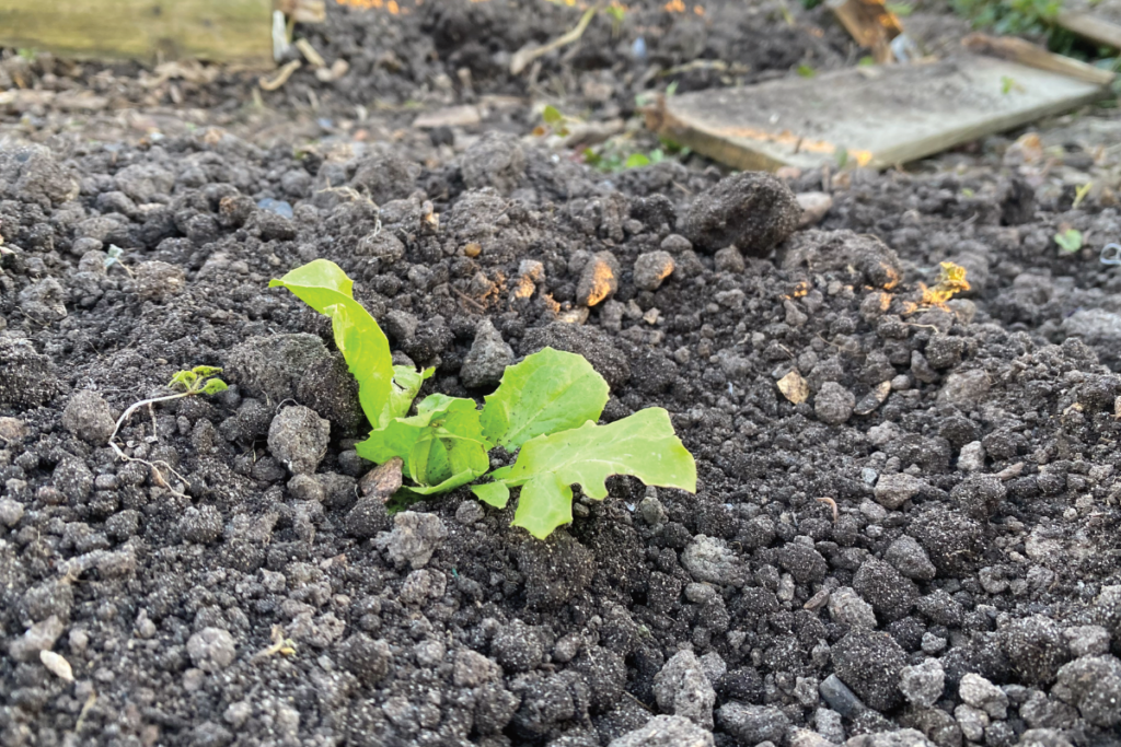 Waar kun je sla planten kopen