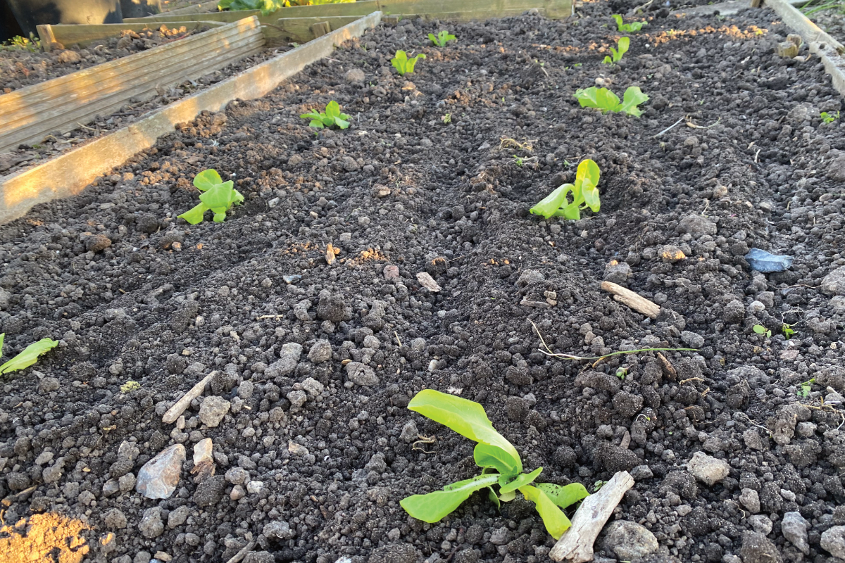 Wat is de beste manier om sla te planten