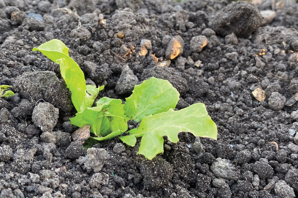 Wat is de beste manier om sla te planten