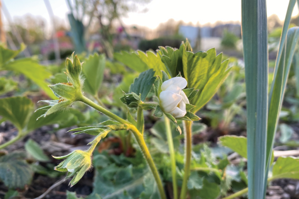 Wat moet je niet naast aardbeien planten