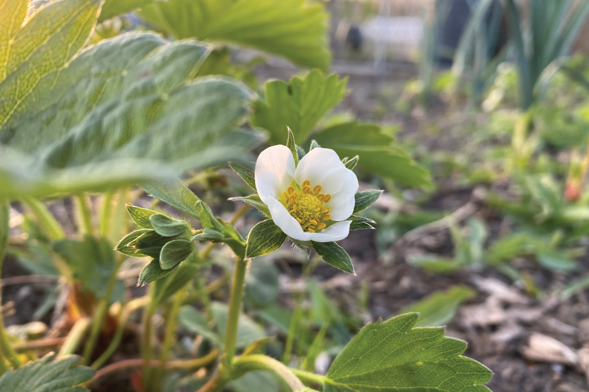 Wat moet je niet naast aardbeien planten