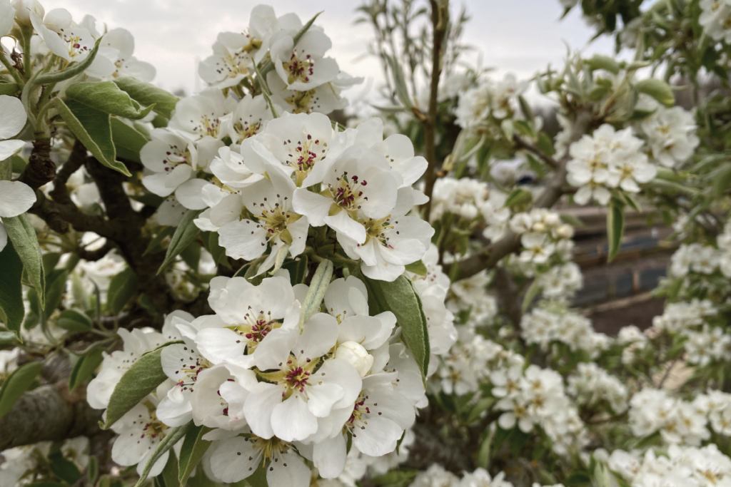 Welke fruitboom geeft de mooiste bloesem