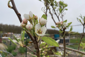Welke fruitboom heeft witte bloesem