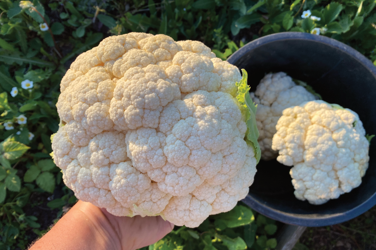 Bloemkool plantjes kopen