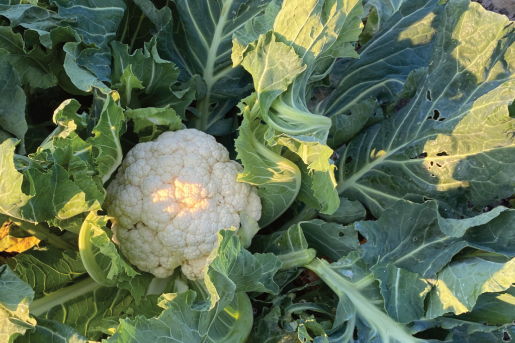 Bloemkool plantjes kopen