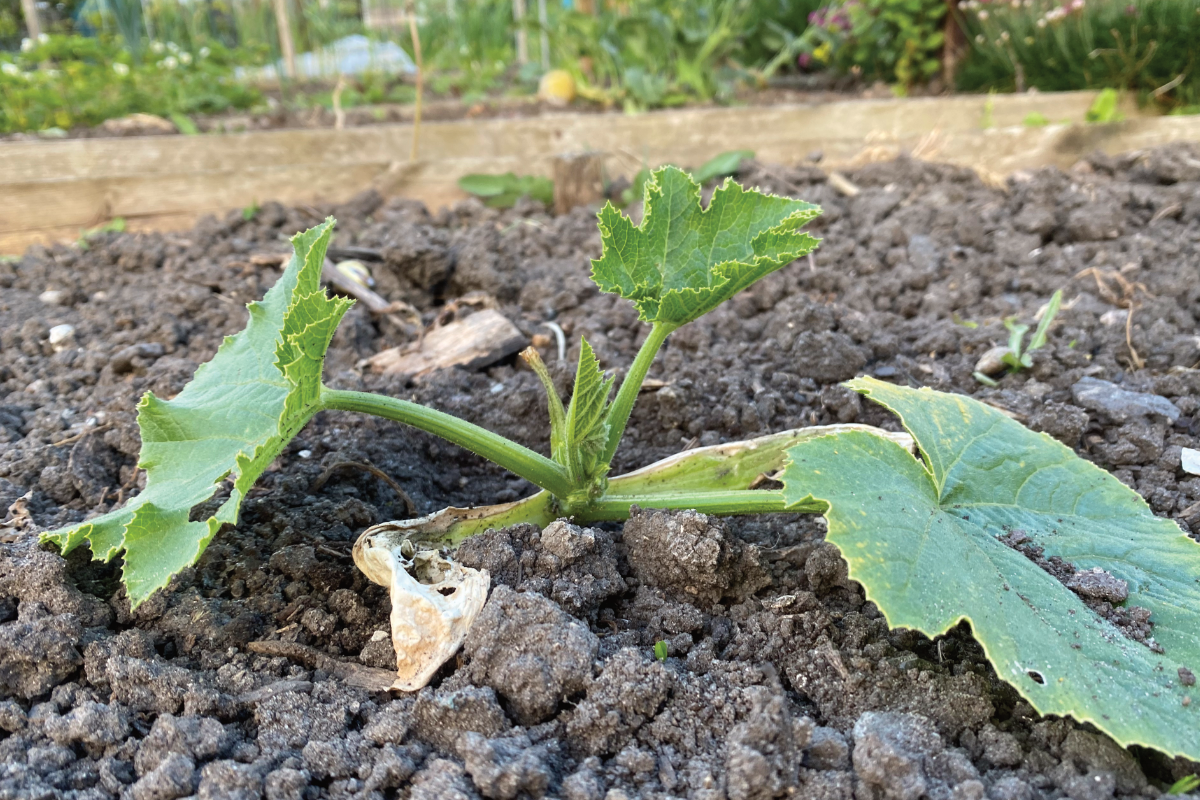 Courgette uitplanten