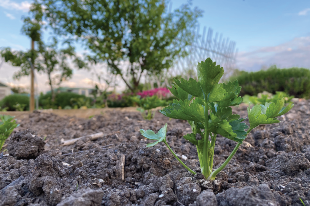 knolselderij plantjes kopen