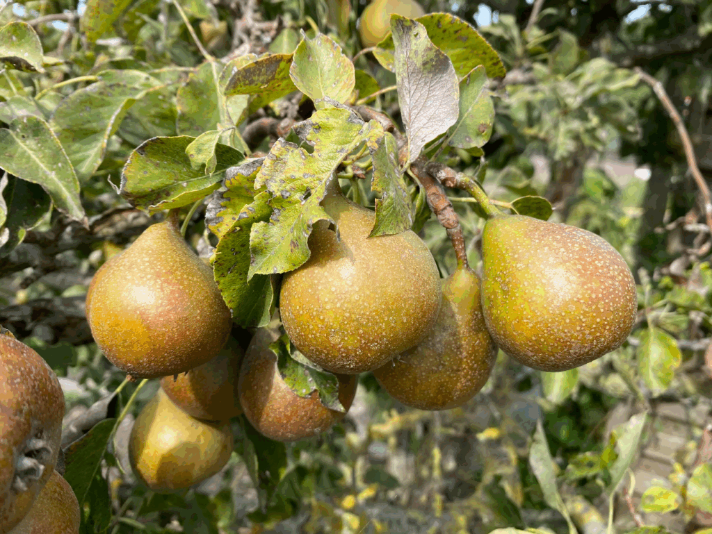 Verzorging stoofperenboom