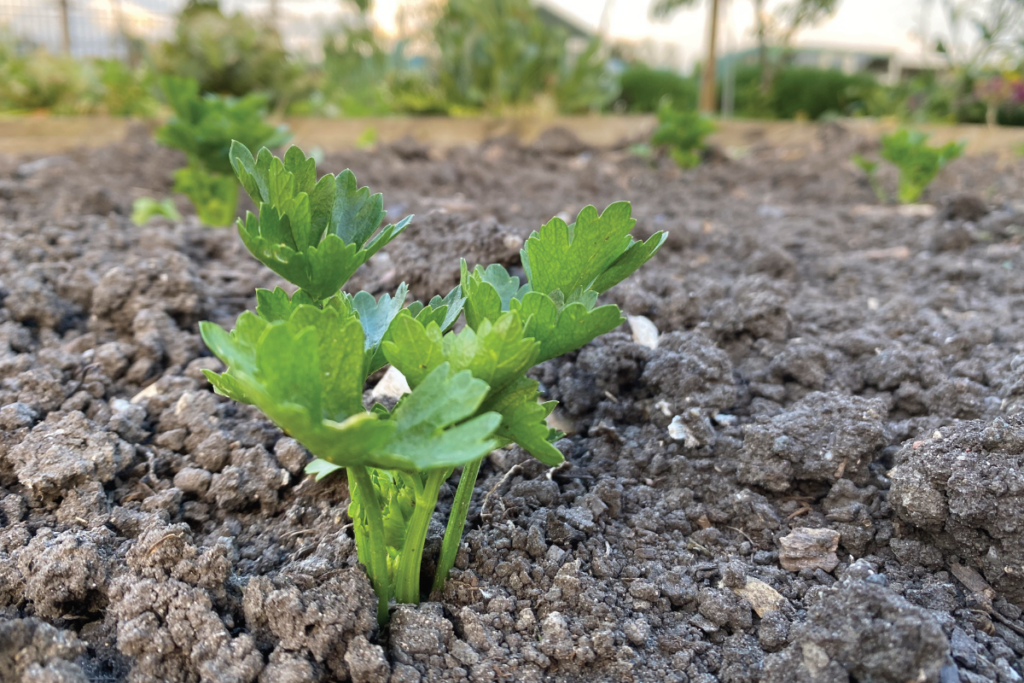 Wanneer knolselderij planten