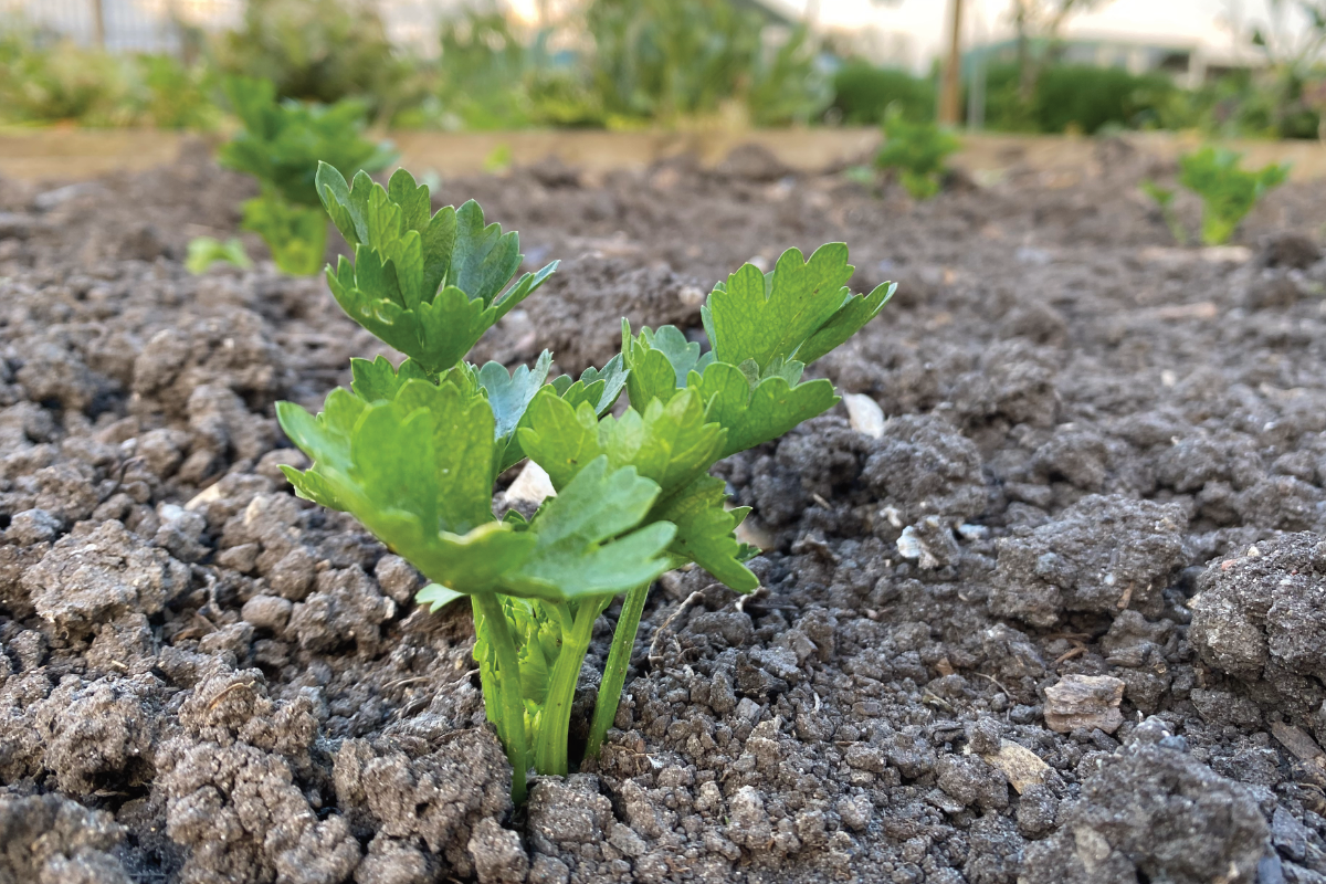 Webshop met knolselderij plantjes