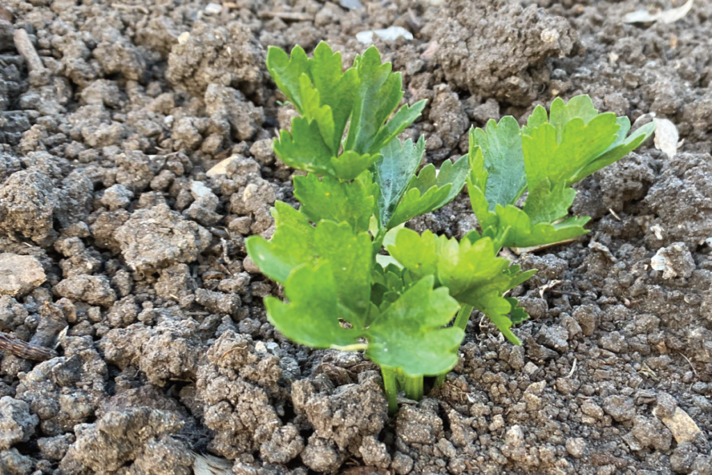 Webshop met knolselderij plantjes
