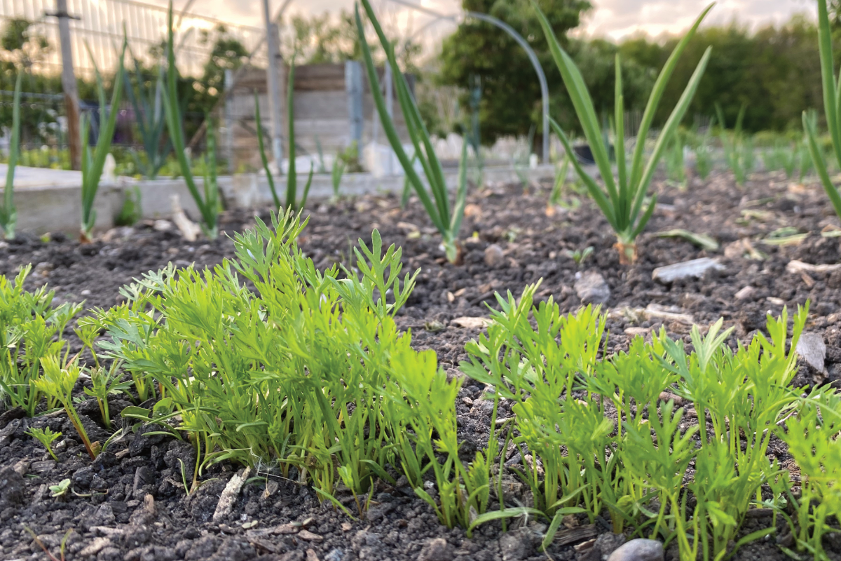Worteltjes in de moestuin