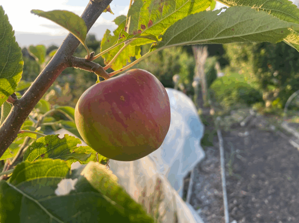 Zelfbestuivende appelboom