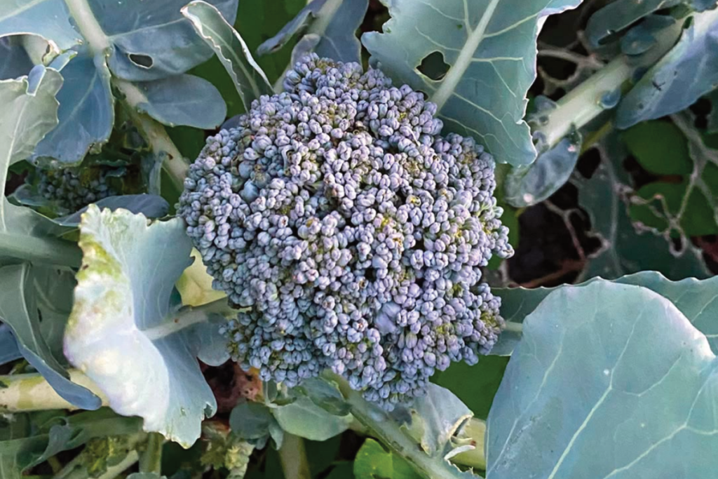 Wanneer kun je broccoli oogsten