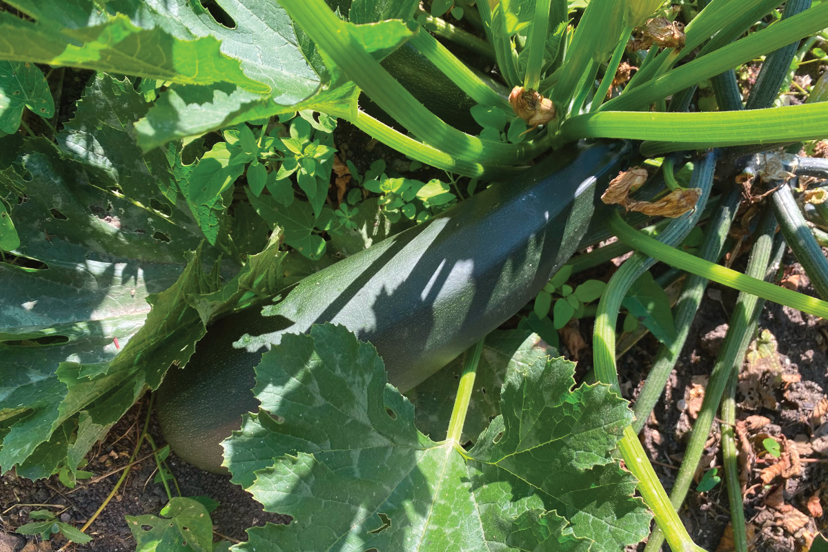 Wat doe je met een overschot aan courgettes